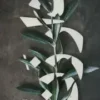 دارزن
